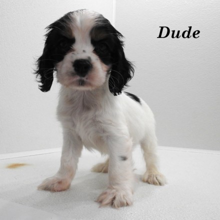 puppy, for, sale, Cockilier, Joe & Cherri  Overlease, dog, breeder, Miller, MO, dog-breeder, puppy-for-sale, forsale, nearby, find, puppyfind, locator, puppylocator, aca